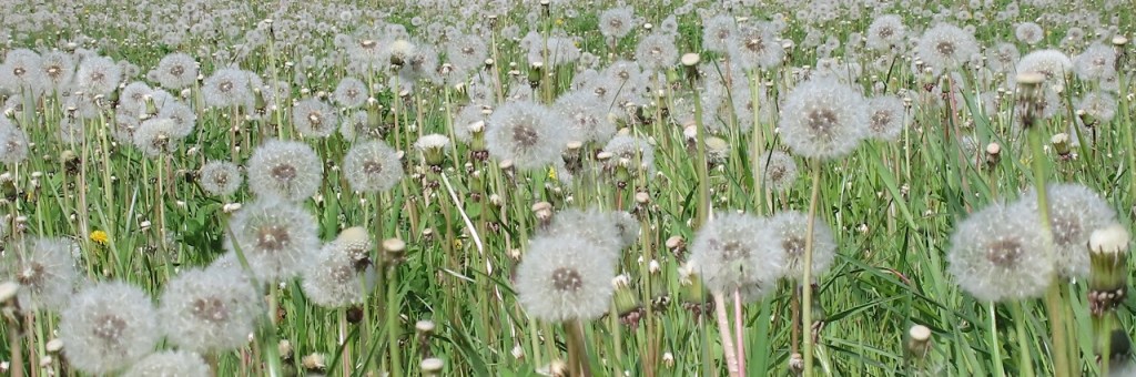 Dandelions