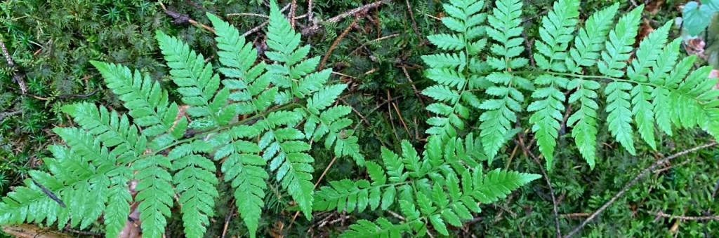 Fern on the forest floor
